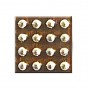 אור שליטה מודול IC 3539 (U3701) עבור iPhone 7-7 פלוס